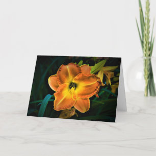 Lily, carte