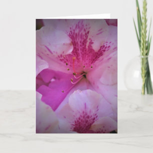 Lily, carte