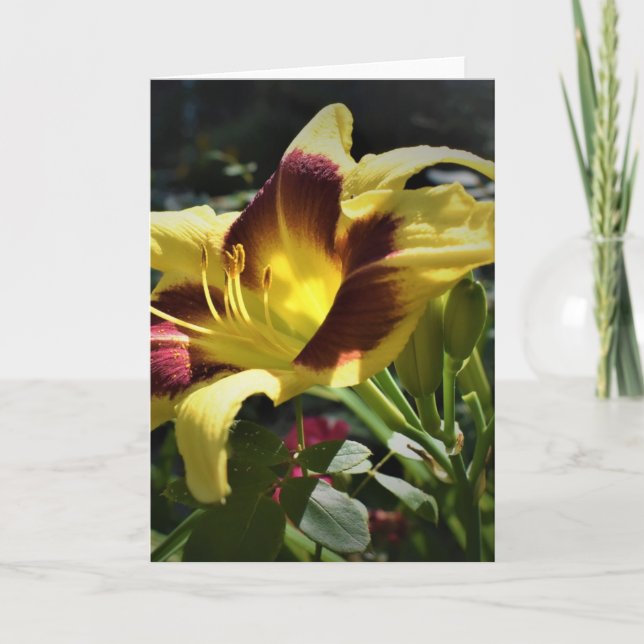 Lily, carte (Devant)