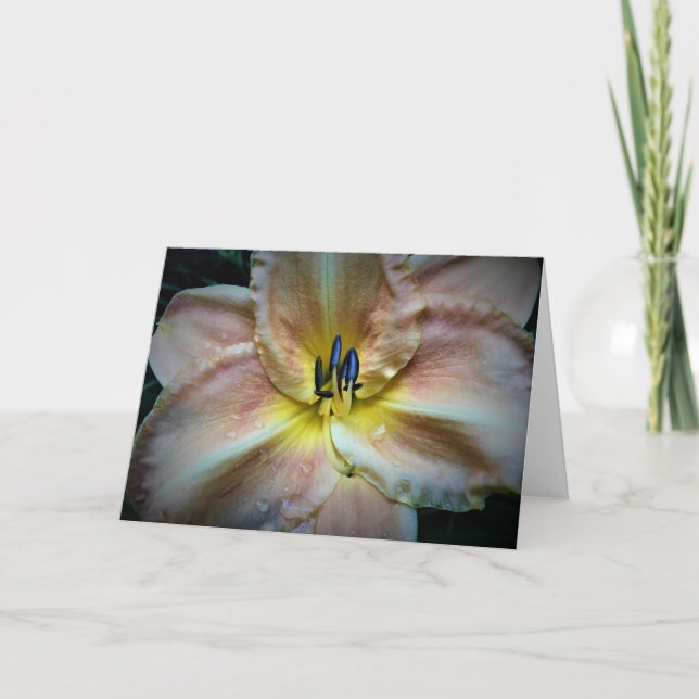 Lily, carte (Devant)