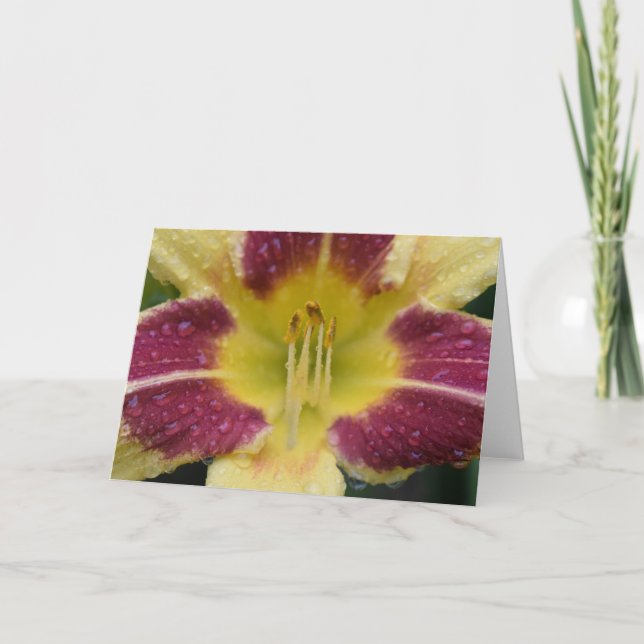 Lily, carte (Devant)