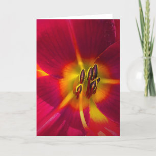 Lily, carte