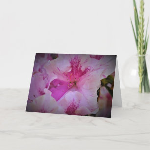 Lily, carte