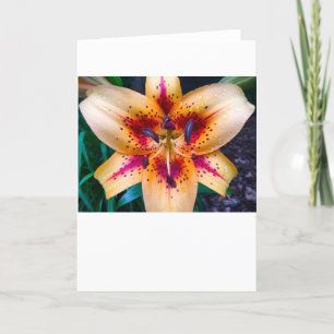 Lily, carte