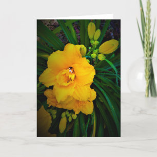 Lily, carte