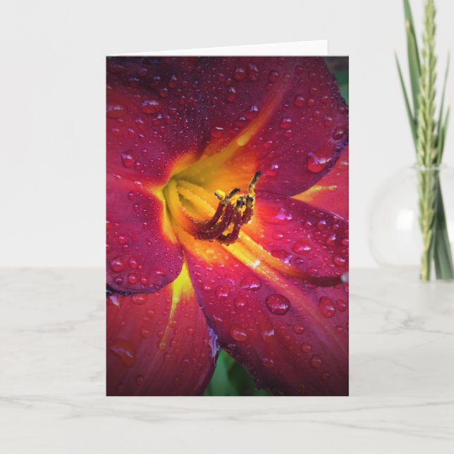 Lily, carte (Devant)