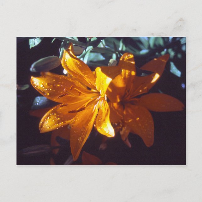 Lily | Carte postale (Devant)