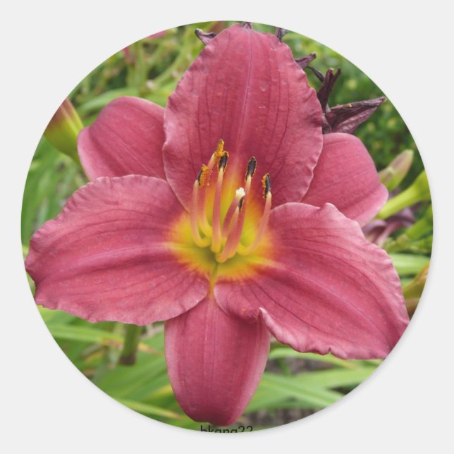Lily Classic Round Sticker (Front)