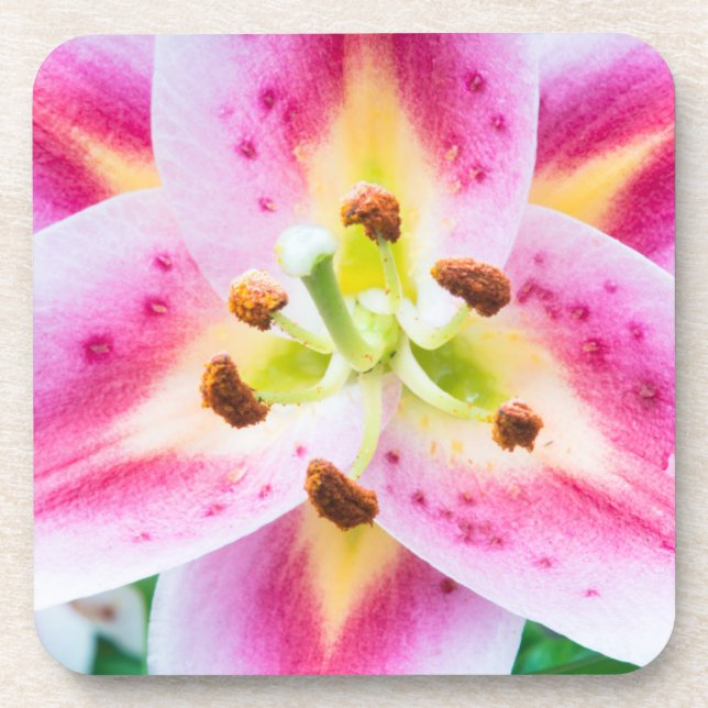 Lily Close-up Coaster (Front)