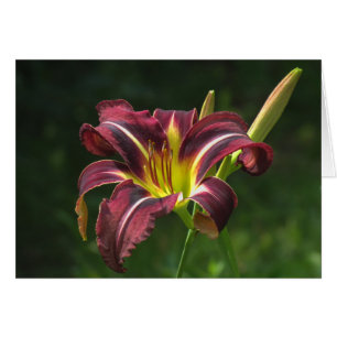 Lily de la nuit - Jour