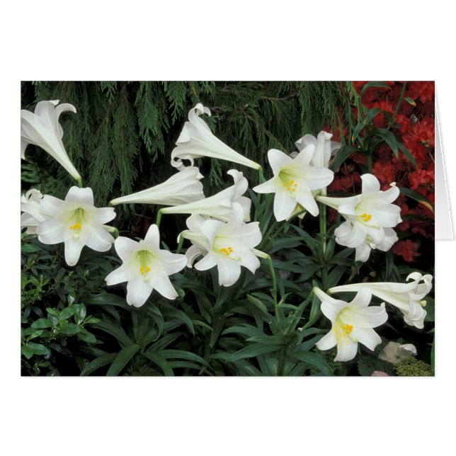 Lily de Pâques (Lilium regale) (Devant horizontal)