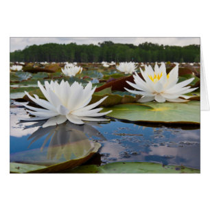 Lily D'Eau Parfumée (Nymphaea Odorata) Sur Caddo