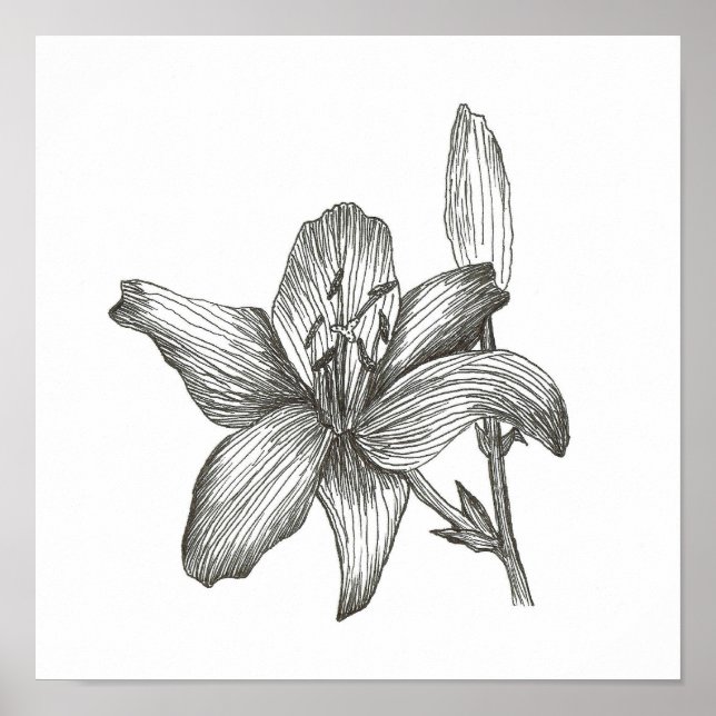 Lily Drawing by Julia Morrill Print (Front)