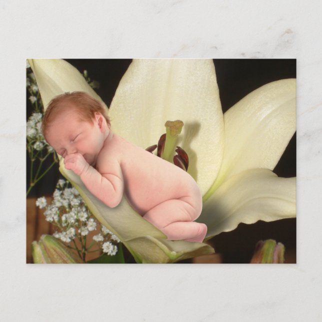 Lily Flower Baby Postcard (Front)