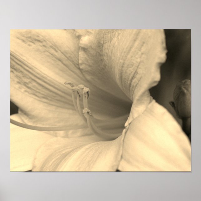 Lily Flower Close Up In Sepia Tint Poster (Front)