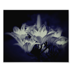 Lily Flowers In Black And White 8x10 Photo Print
