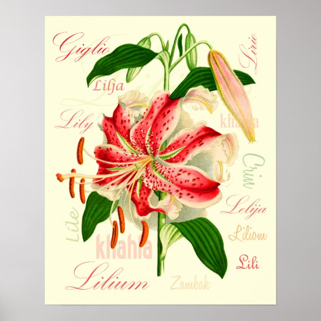 Lily Flowers Poster (Front)