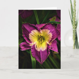 Lily & Ladybug, carte