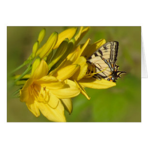 Lily Lover - Butterfly on Daylilies