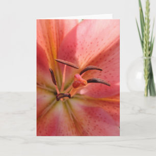 Lily Macro Card