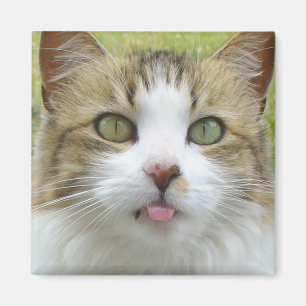Lily Magnet 004