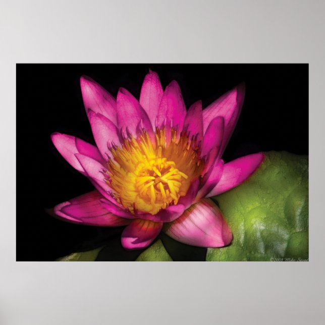 Lily - Nymphaea  Ruby - Passion Poster (Front)