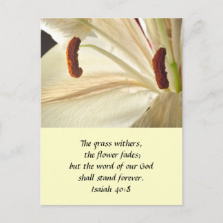 Lily of Light Postcard