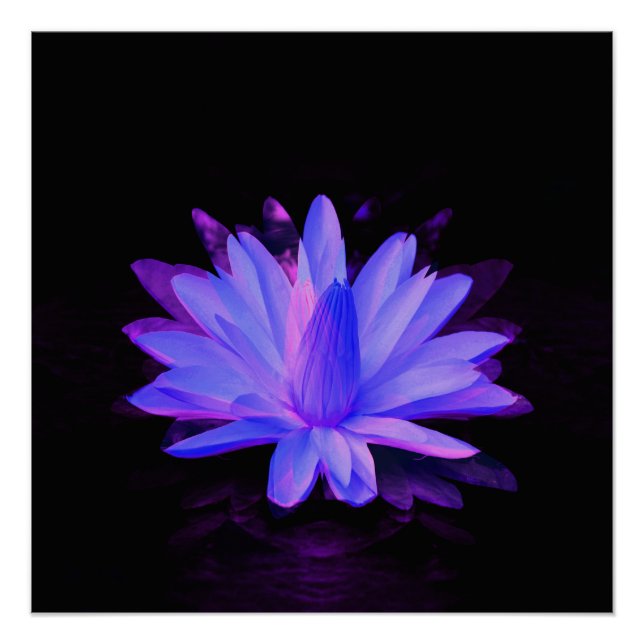 Lily of Love.... Poster (Front)