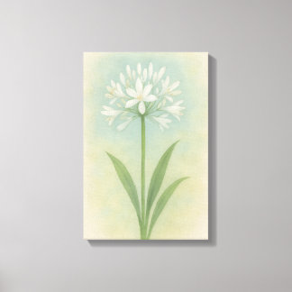 Lily of the Nile Canvas Print