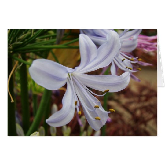 Lily of the Nile Card