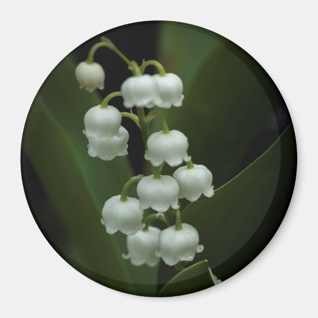 Lily of the Valley-0308 Magnet (Front)