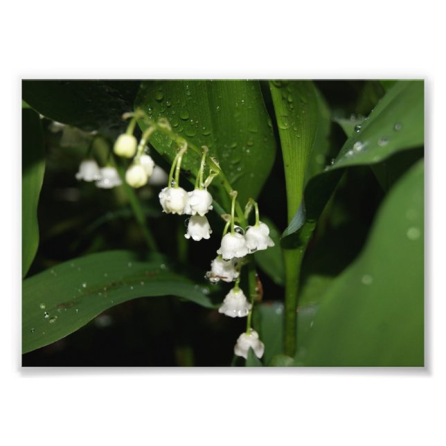 Lily of the Valley 5x7 Photographie Impression (Devant)