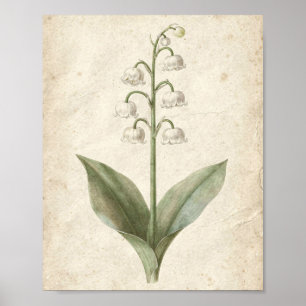 Lily of the Valley Botanical Flower Art Poster