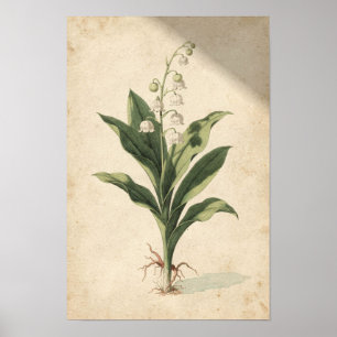 Lily of the Valley Botanical Study on Ivory Poster
