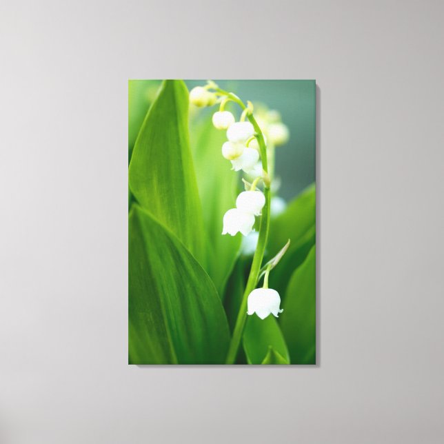 Lily of the Valley Canvas Print (Front)