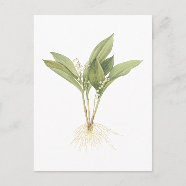 Lily-of-the-valley(Convallaria majalis) by Redouté Postcard (Front)