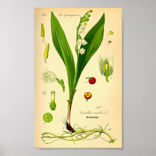Lily of the Valley (Convallaria majalis) Poster
