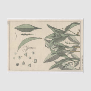 Lily of the Valley, Eugene Grasset's Botany Series Tissue Paper