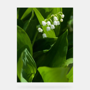 Lily of the valley flower acrylic sign