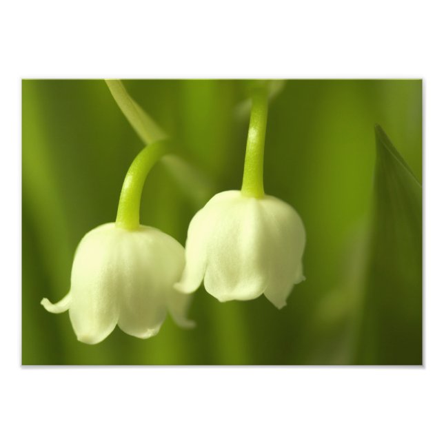 Lily of the Valley Flower Duo Photo Print (Front)