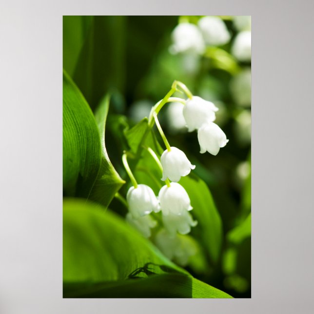 Lily of the valley flower poster (Front)