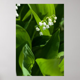 Lily of the valley flower poster