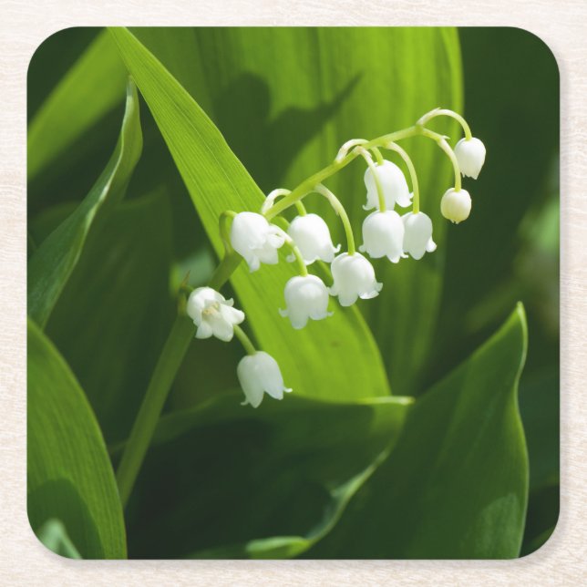 Lily of the valley flower square paper coaster (Front)