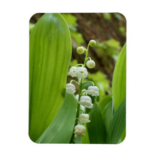 Lily of the Valley Magnet