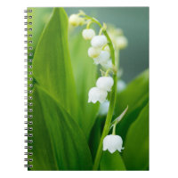 Lily of the Valley