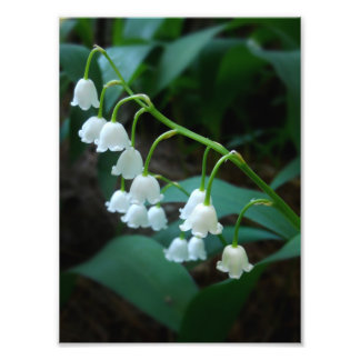 lily of the valley photo print