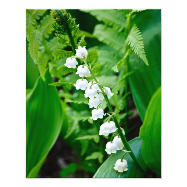 Lily of the Valley Photo Print (Front)
