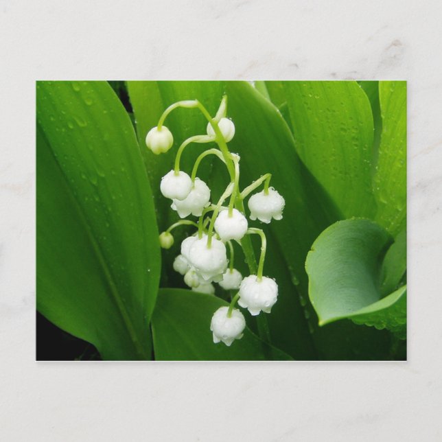 Lily-of-the-Valley Post Card (Front)