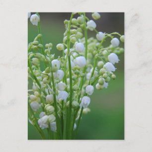 Lily of the valley postcard