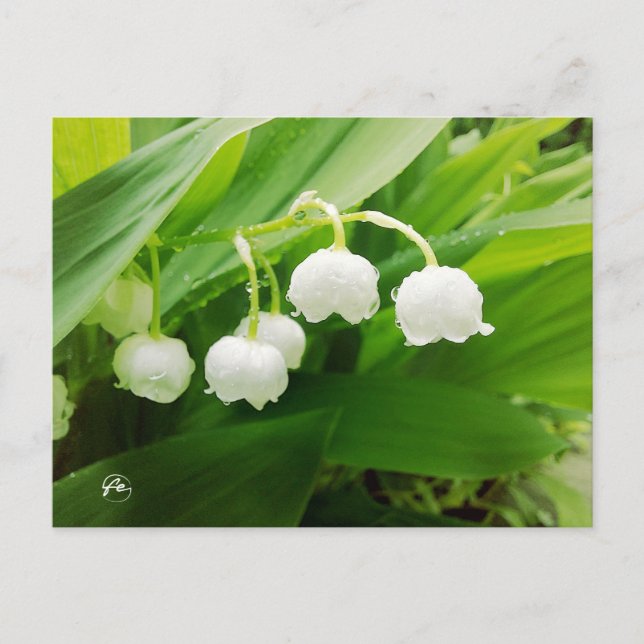 lily of the valley postcard (Front)